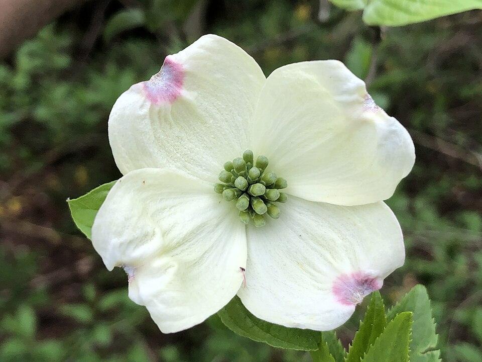 White Flowering Dogwood ×3 — Growing