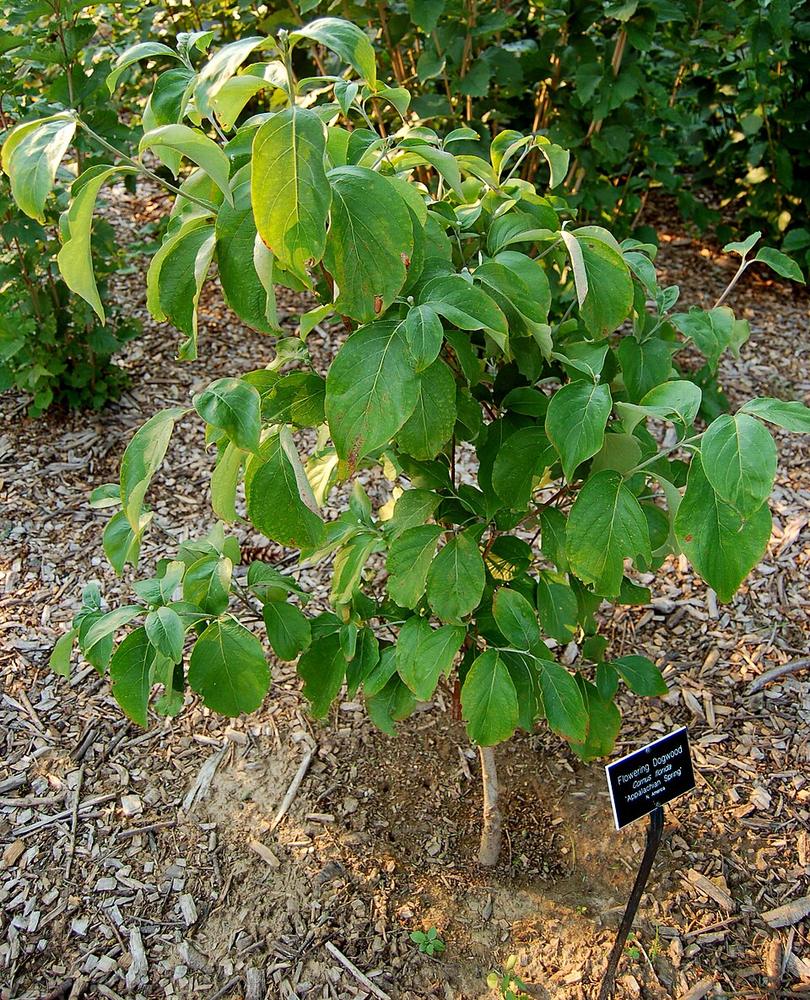 White Flowering Dogwood ×3 — Young