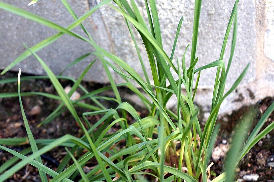 Garlic (Inchelium Red) — Growing