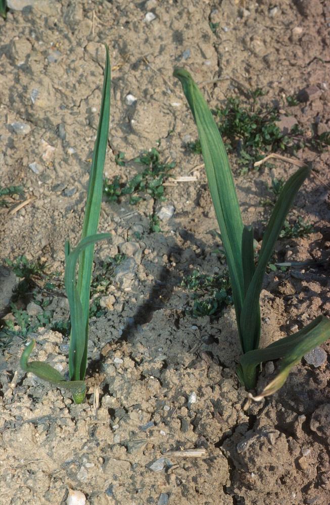 Garlic (Inchelium Red) — Young