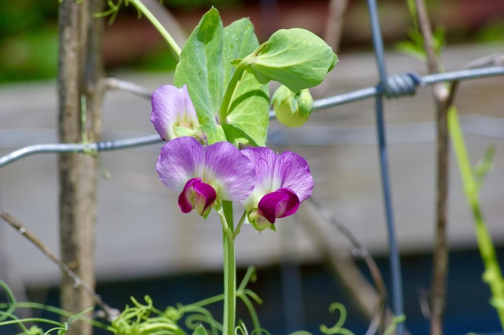 Golden Sweet Snow Pea — Full grown