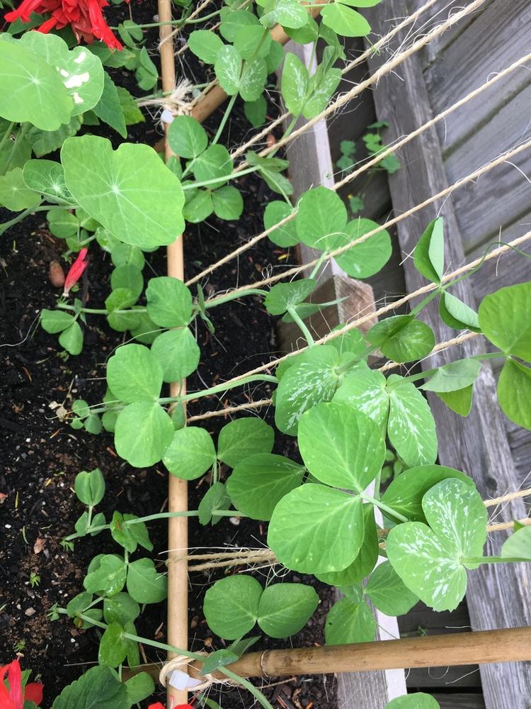 Golden Sweet Snow Pea — Growing