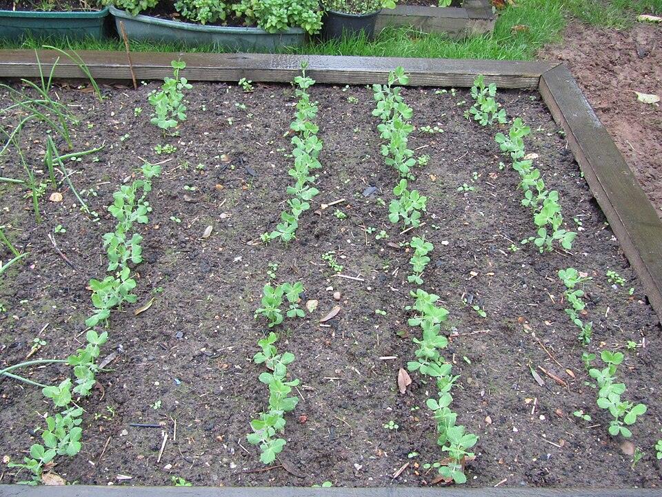 Golden Sweet Snow Pea — Young