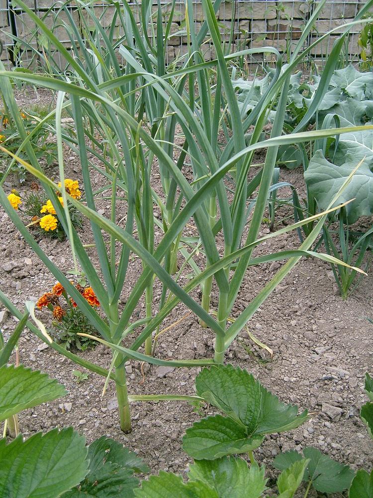 Green Garlic (experimental) — Growing