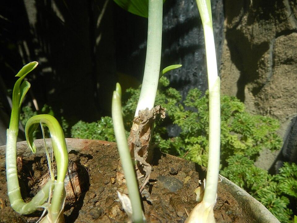 Green Garlic (experimental) — Young
