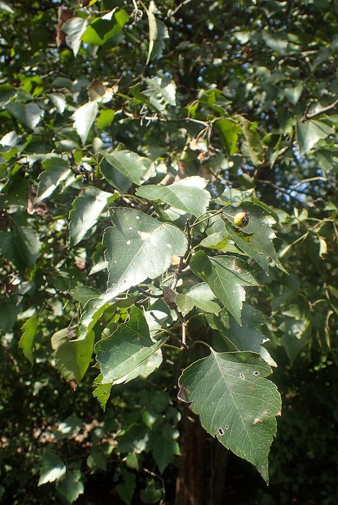 Washington Hawthorn ×2 — Growing