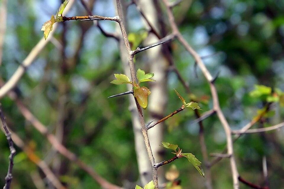 Washington Hawthorn ×2 — Young