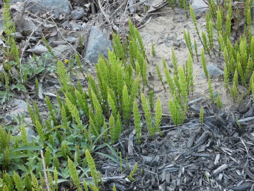 Horsetail — Growing