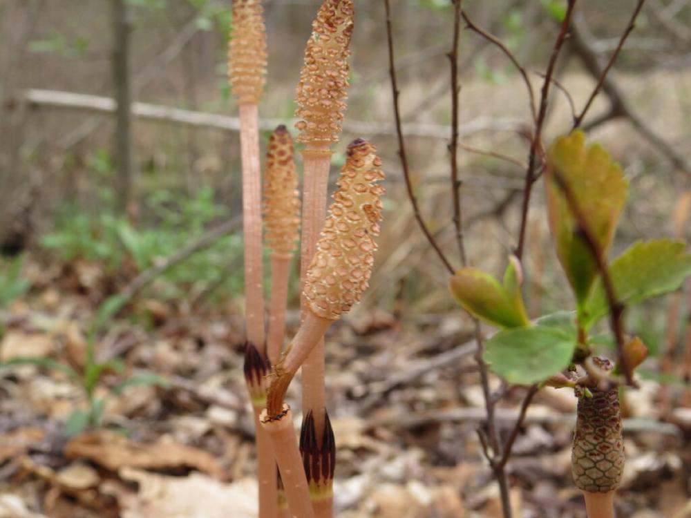 Horsetail — Young