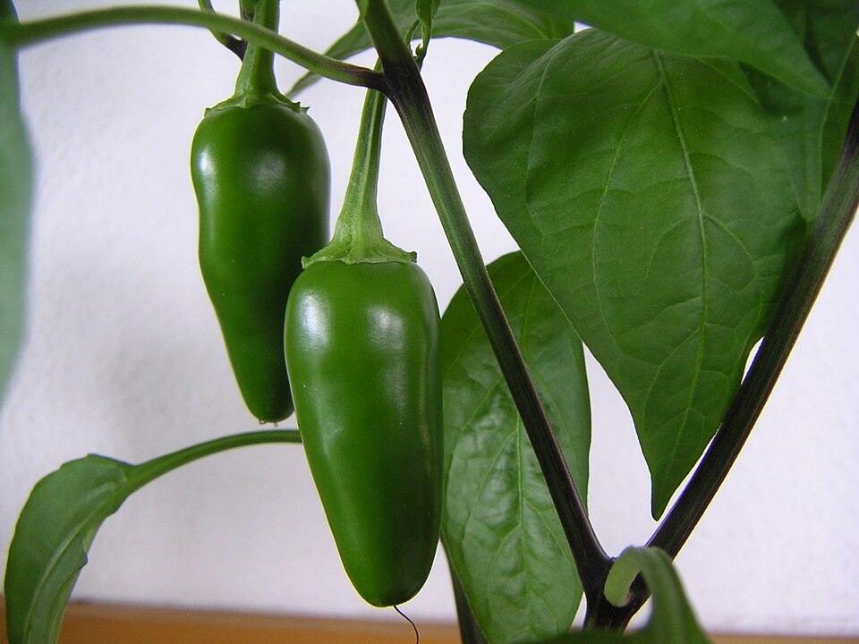 Pepper (Jalapeno) — Growing