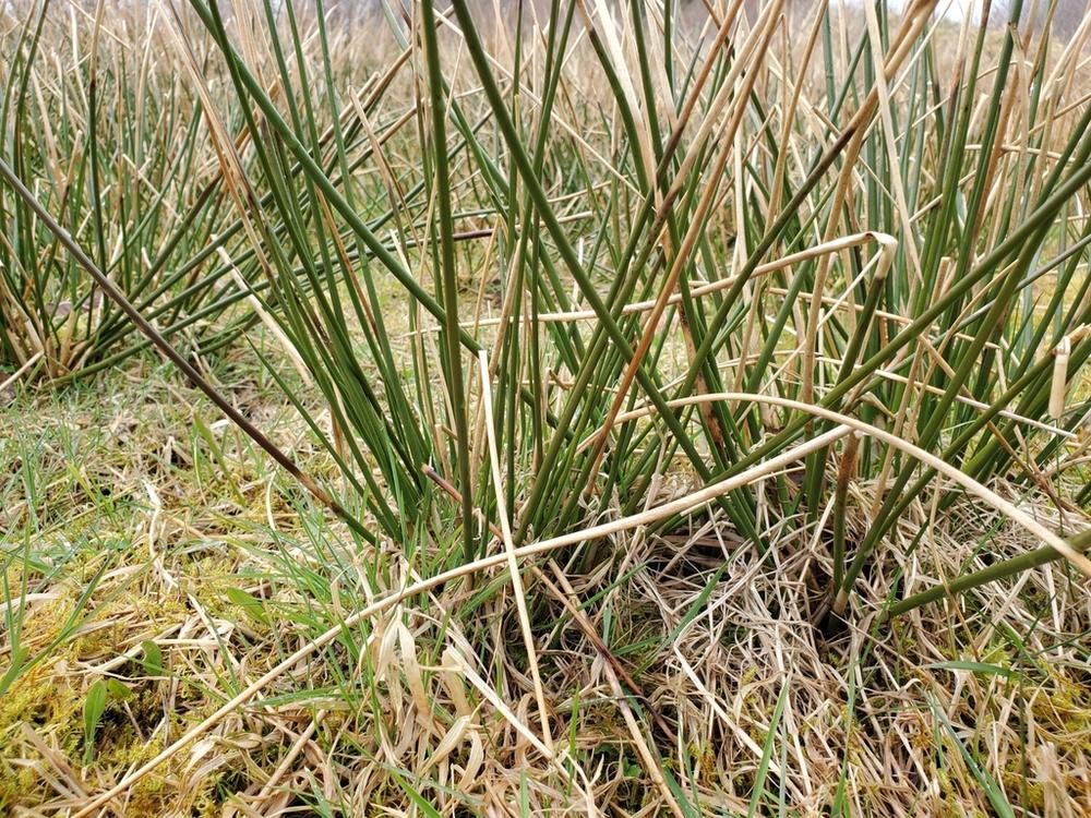 Juncus (Soft Rush) — Growing