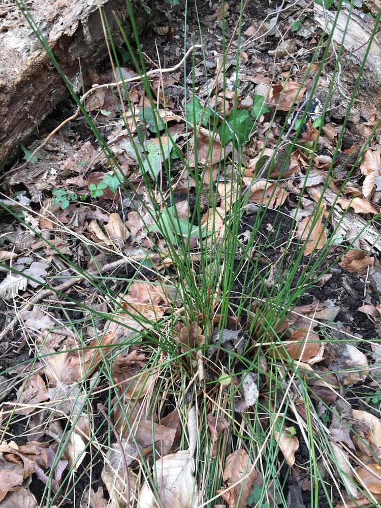 Juncus (Soft Rush) — Young