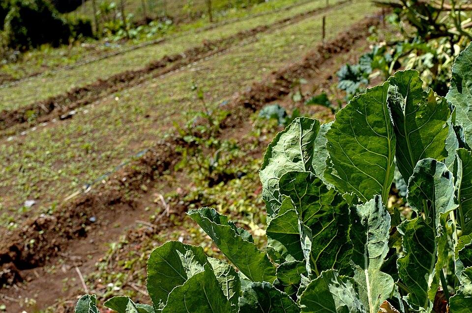 Kale — Growing