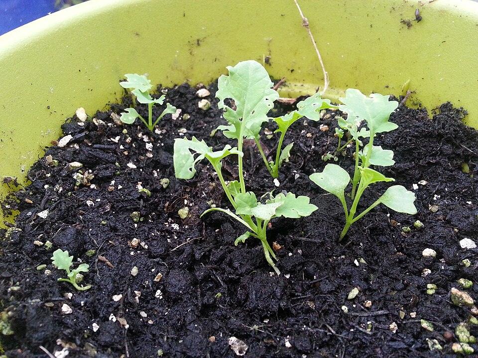 Kale — Young