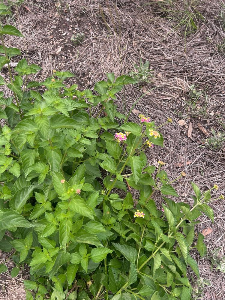 Lantana 'Miss Huff' — Growing