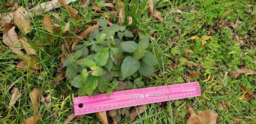 Lantana 'Miss Huff' — Young
