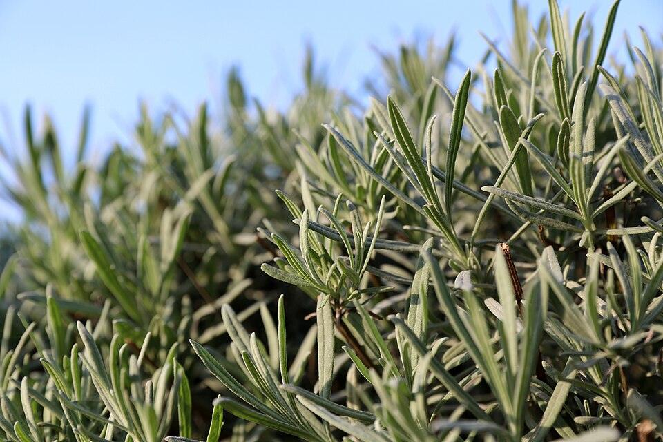 Lavender — Growing