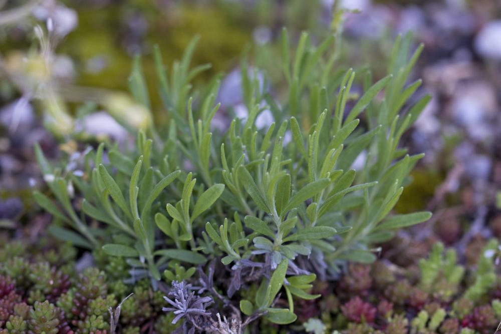 Lavender — Young