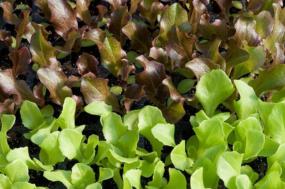 Baby Lettuce Mix — Growing