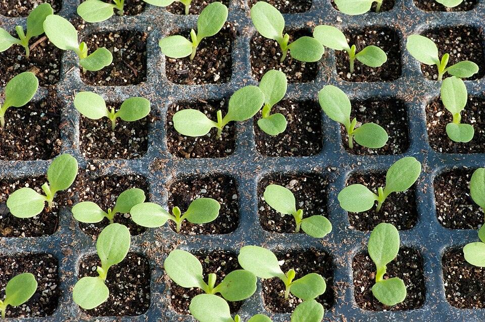 Baby Lettuce Mix — Young