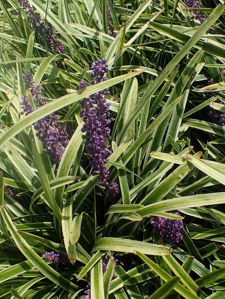 Liriope (clumping) — Growing