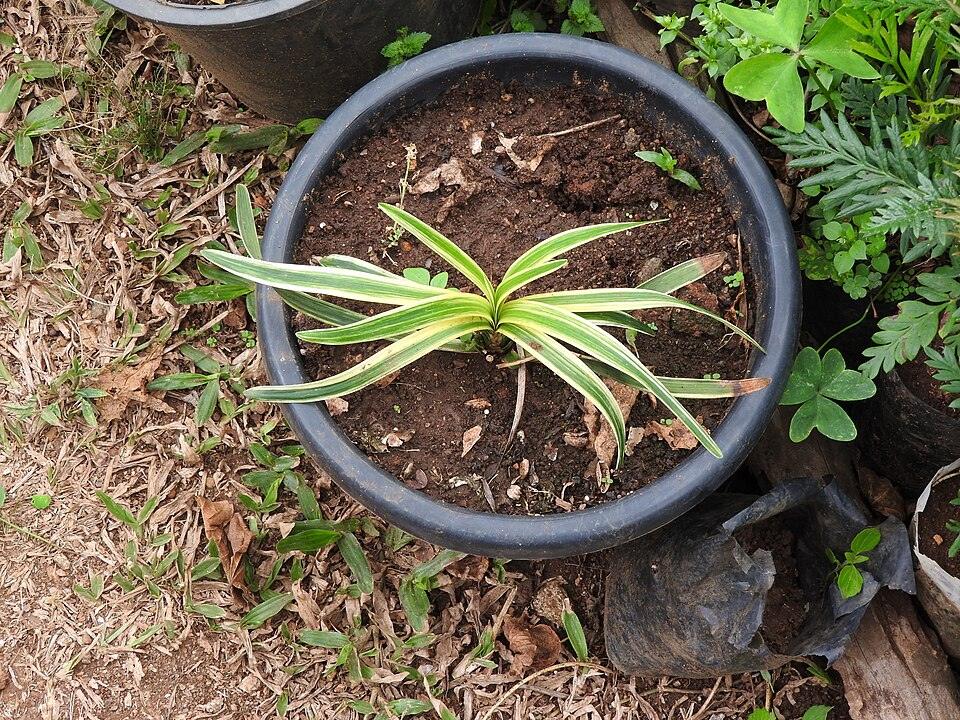 Liriope (clumping) — Young