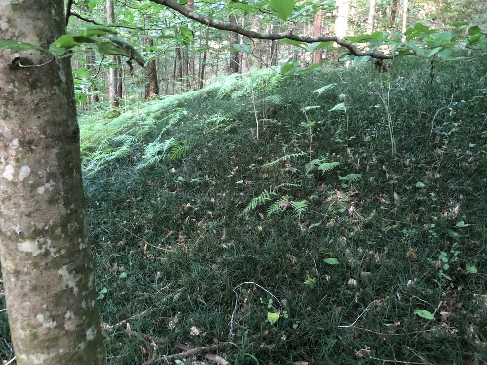 Liriope (spreading) — Growing