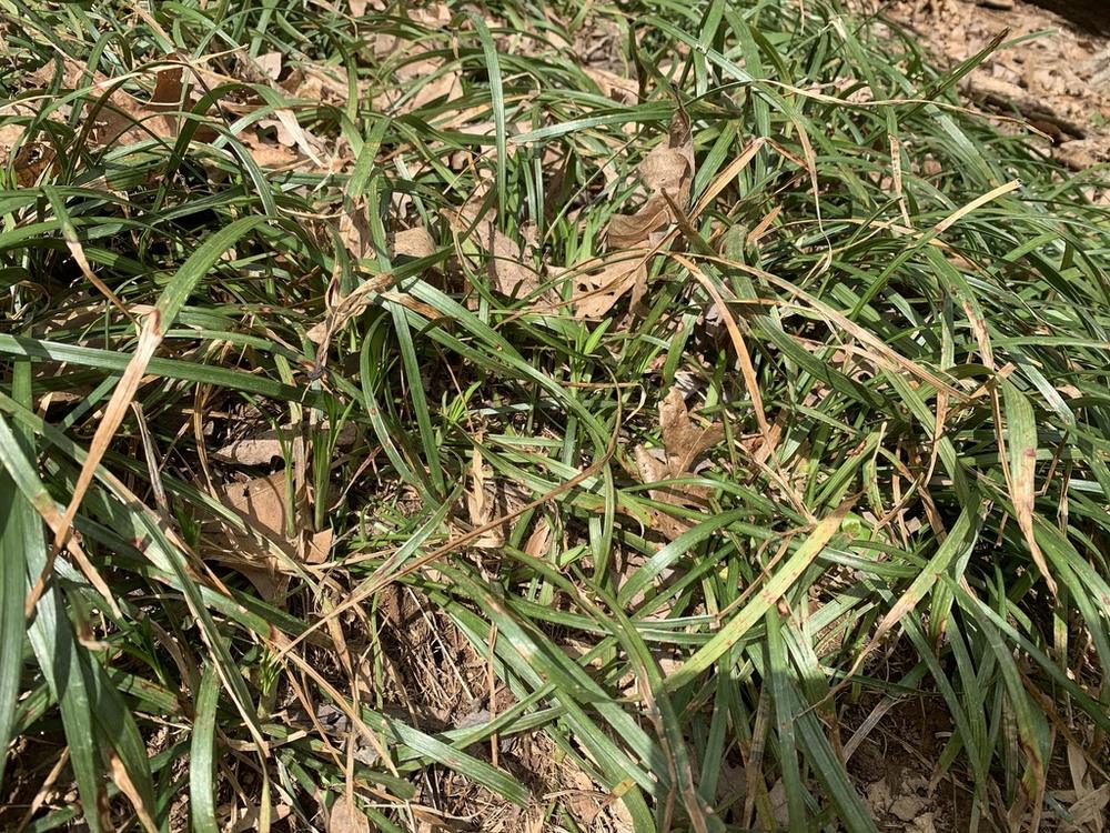 Liriope (spreading) — Young