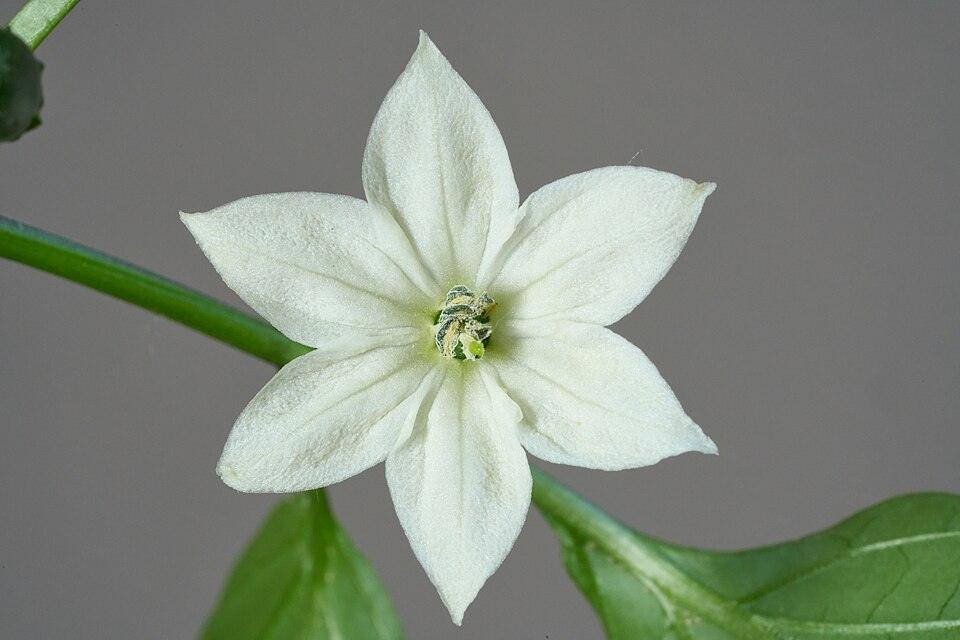 Pepper (Mammoth Jalapeño) — Growing