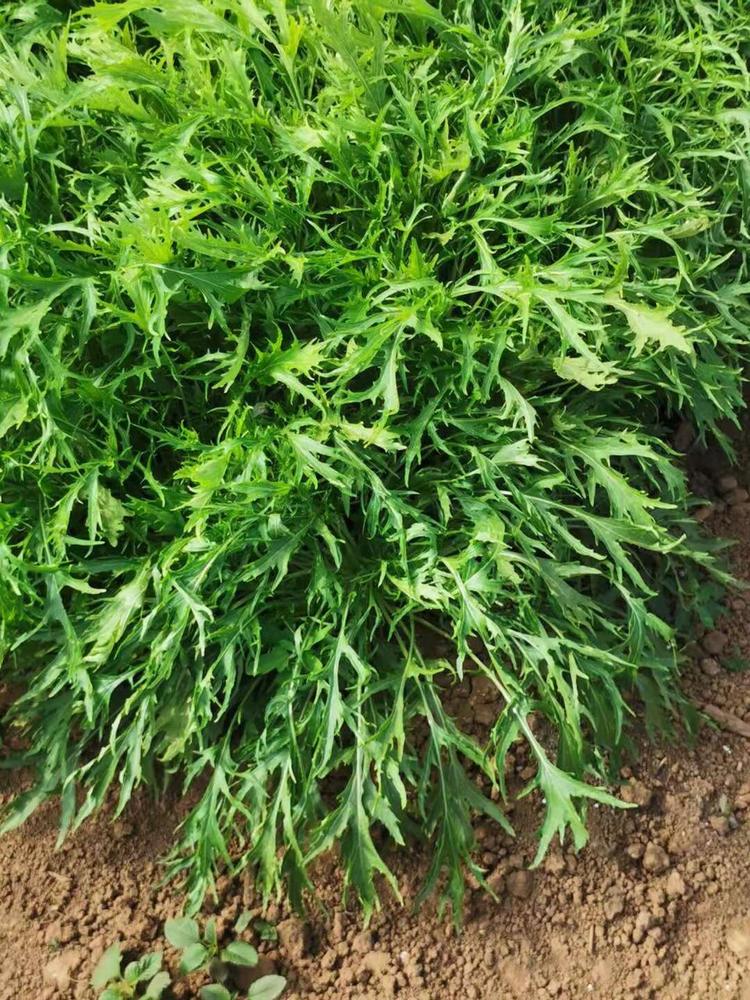 Mizuna — Full grown