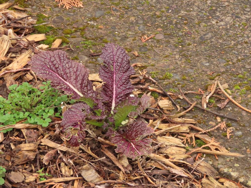 Japanese Red Giant Mustard — Growing