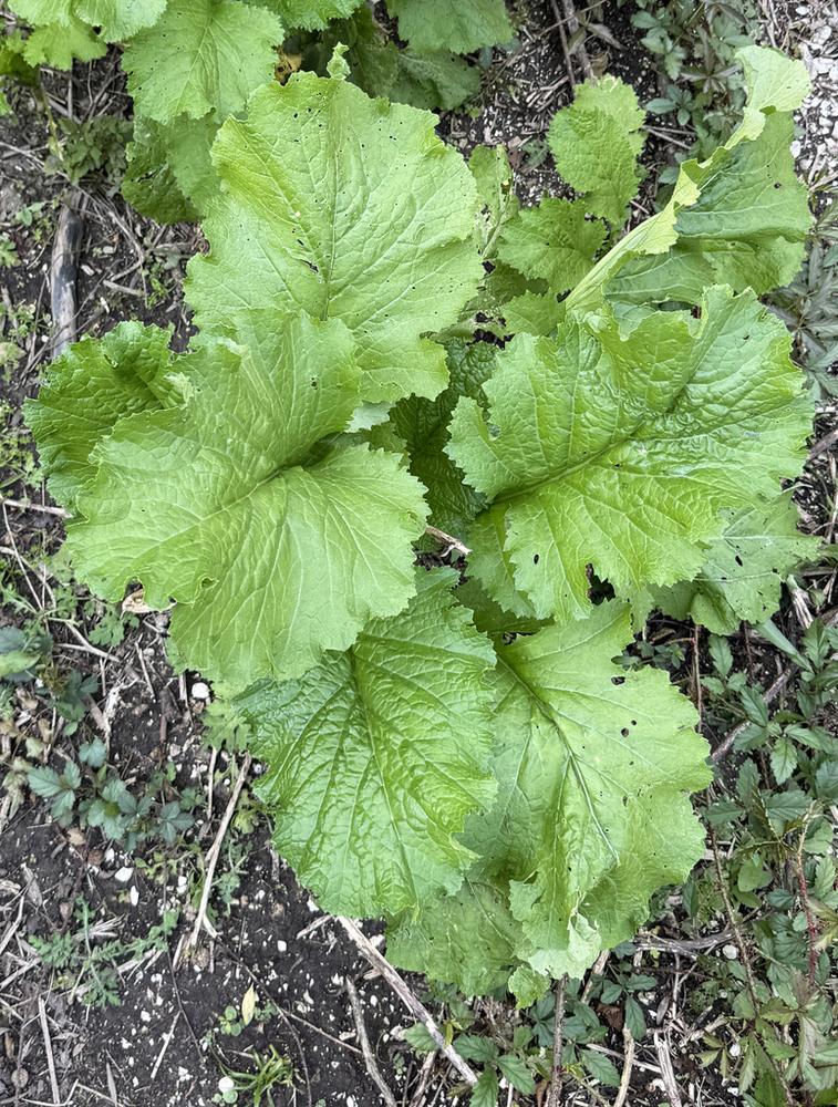 Southern Giant Curled Mustard — Growing
