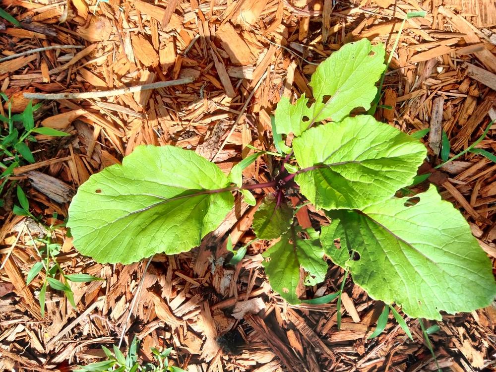 Southern Giant Curled Mustard — Young