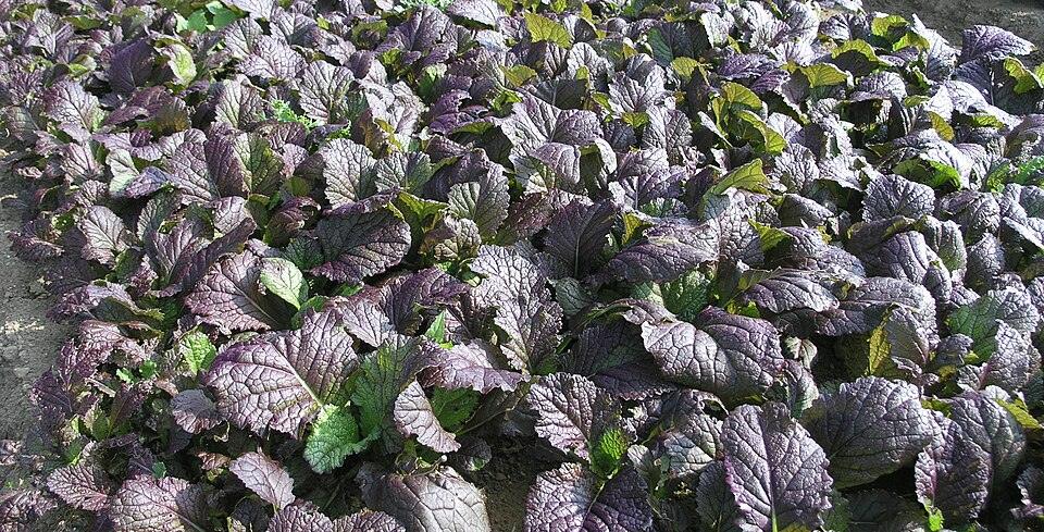 Ruby Streaks Mustard — Full grown