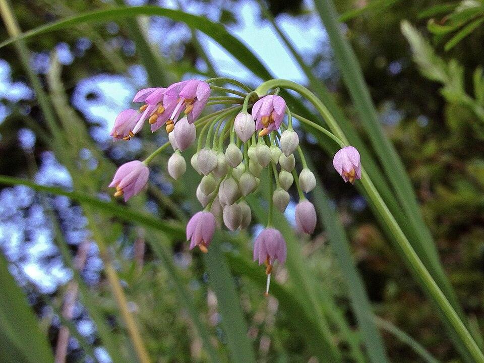 Nodding Onion — Full grown