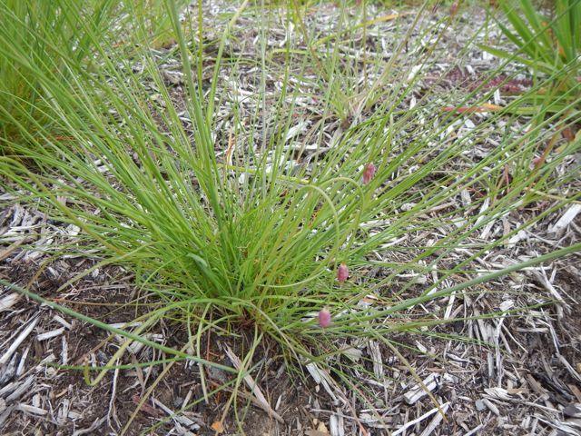 Nodding Onion — Growing