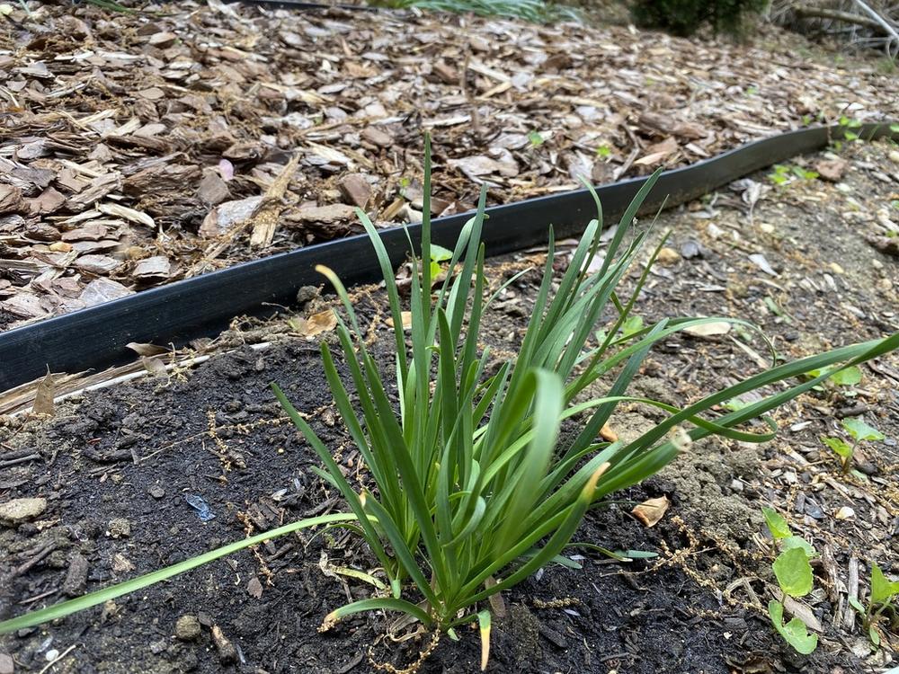 Nodding Onion — Young