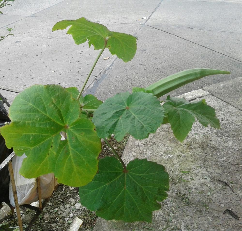 Okra — Growing