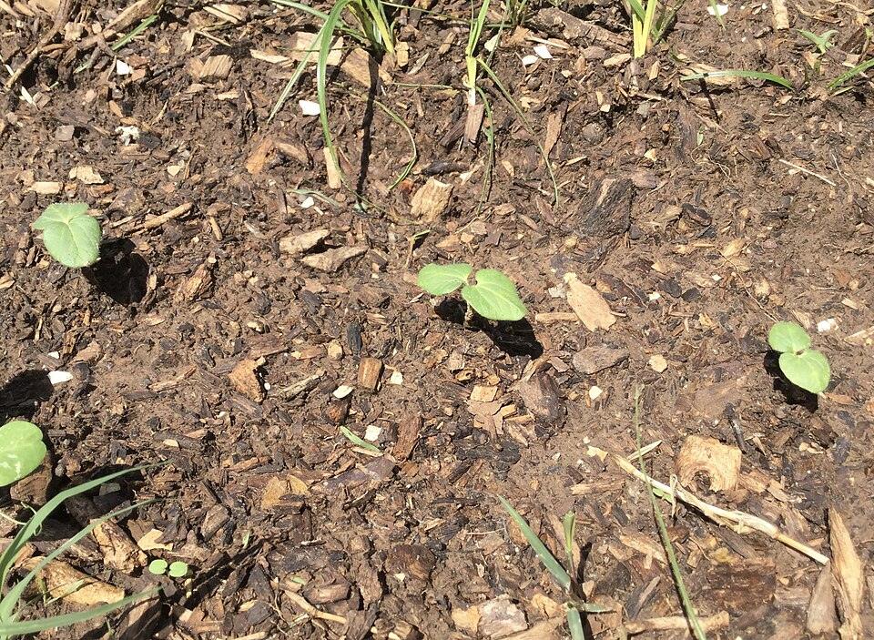 Okra — Young