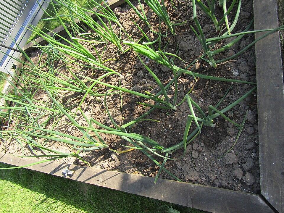 Bulb Onion (short-day) — Growing