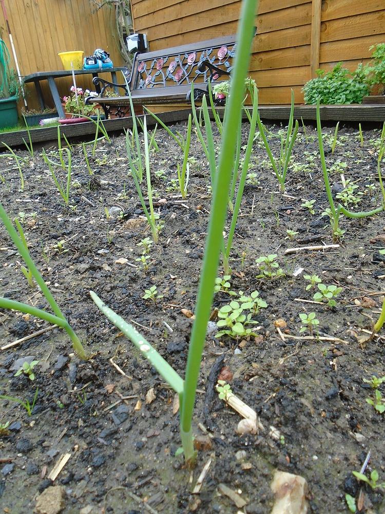 Bulb Onion (short-day) — Young