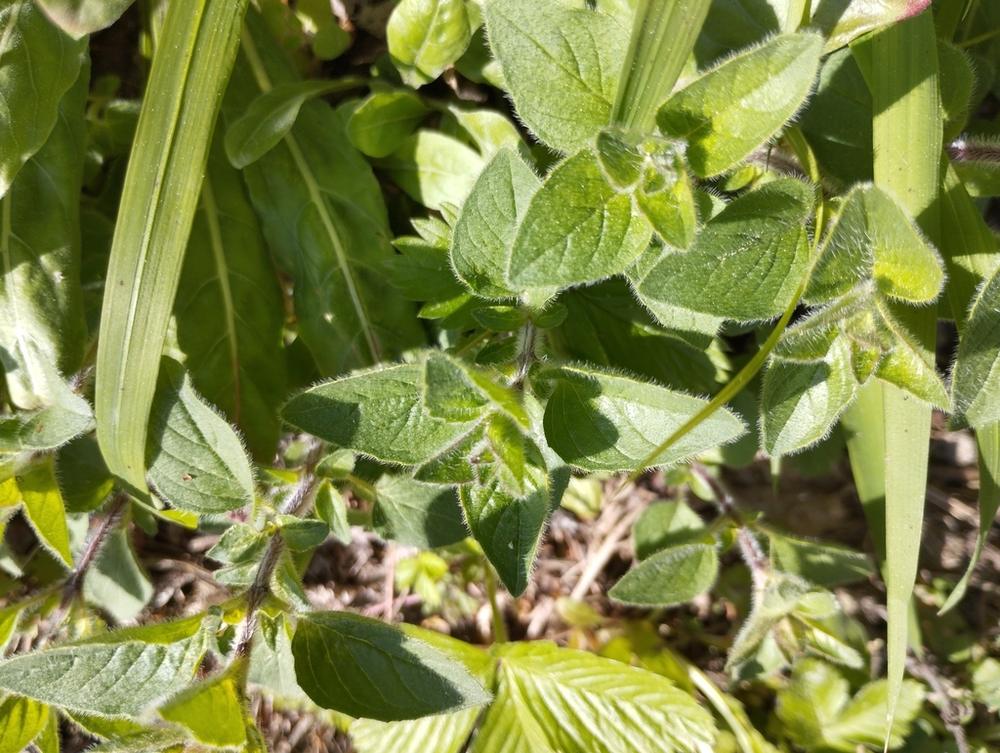 Oregano — Growing