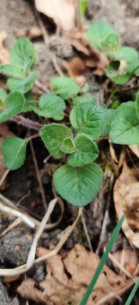 Oregano — Young