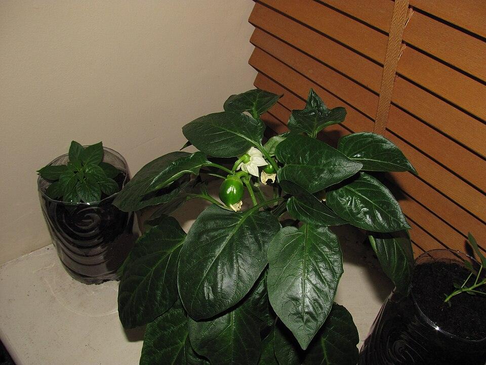 Pepper (Orange Bell) — Growing