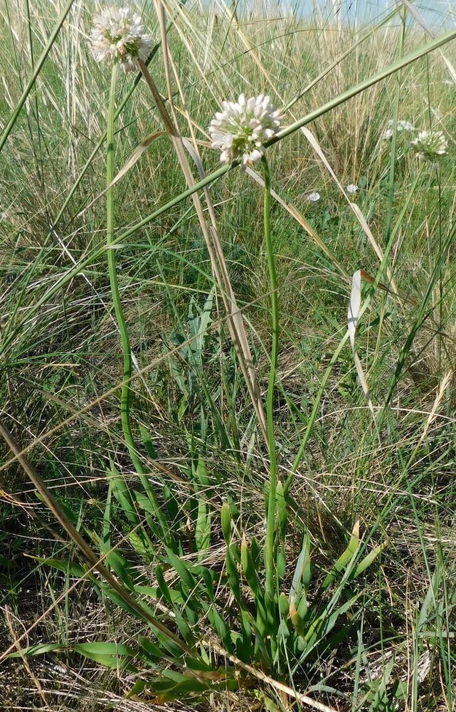 Ornamental Allium — Growing