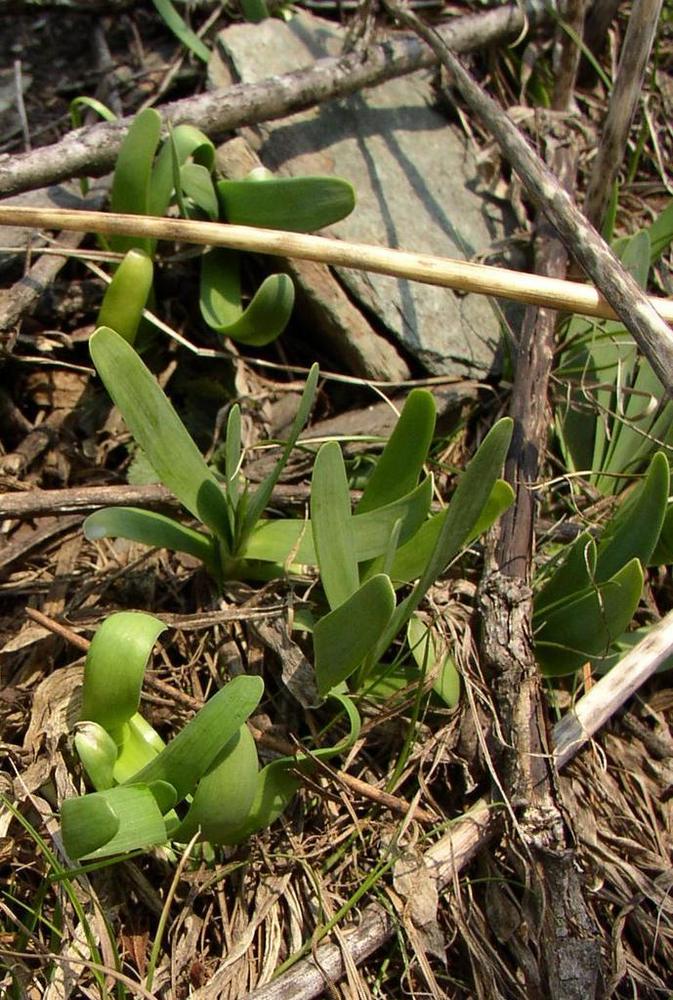 Ornamental Allium — Young
