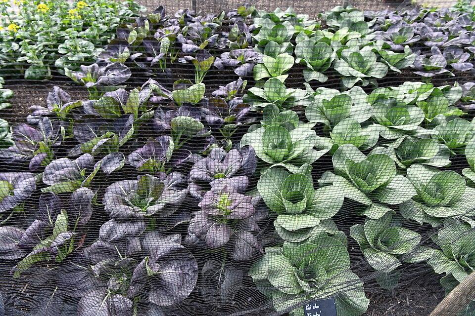 Pac Choi 'Rosie' F1 — Full grown