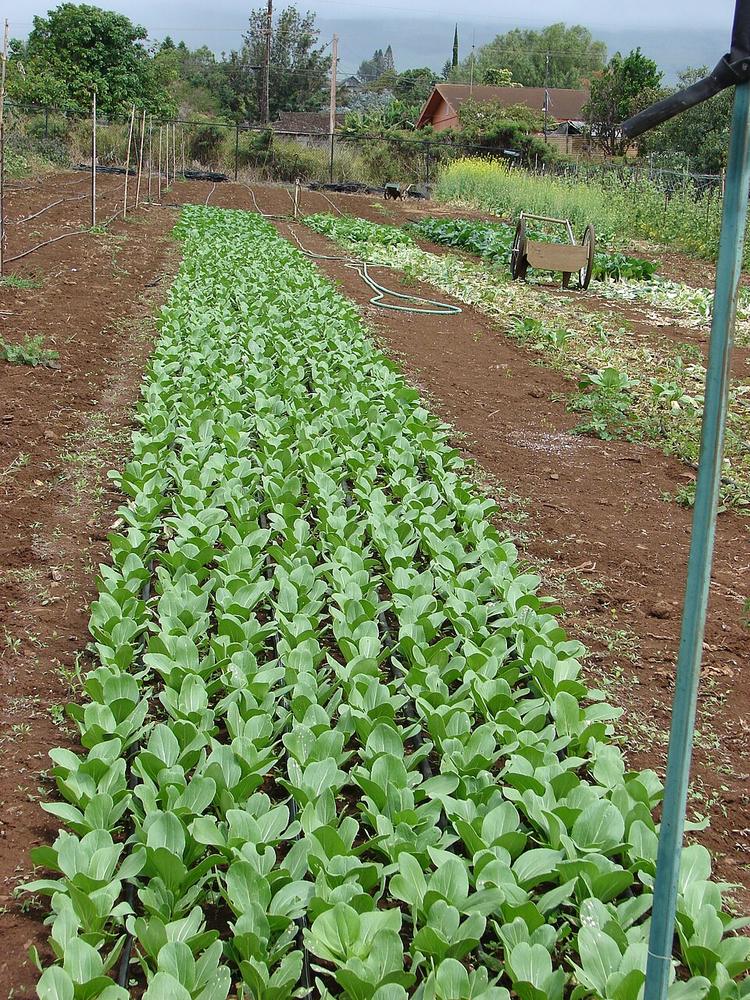 Pac Choi 'Rosie' F1 — Growing