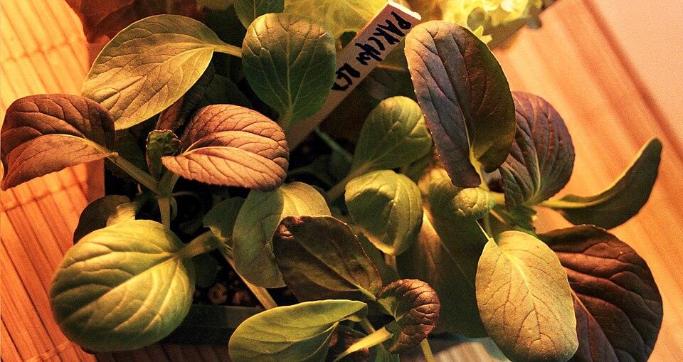 Pac Choi 'Rosie' F1 — Young