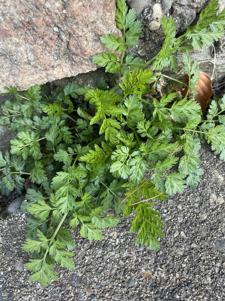 Flat-leaf Parsley — Growing
